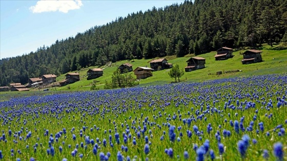 Baharın tüm güzelliklerini sergileyen Kastamonu yaylaları ziyaretçilerini bekliyor