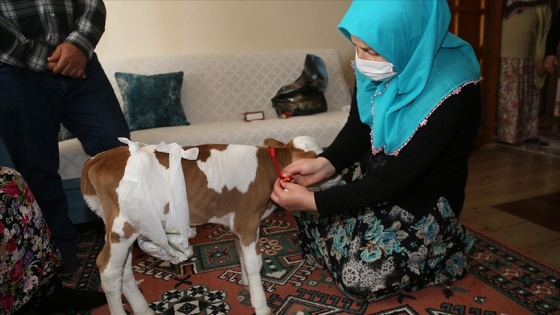 Bakan Pakdemirli'den prematüre buzağı 'Mülayim'e' altın hediyesi