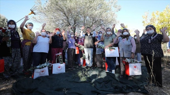 Bakan Pakdemirli kadın çiftçilerle zeytin hasadına katıldı