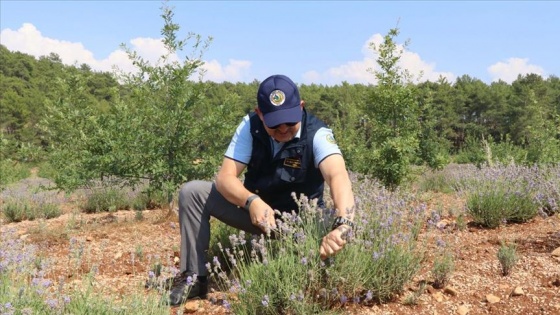 Bakan Pakdemirli Muğla'da lavanta hasadı yaptı