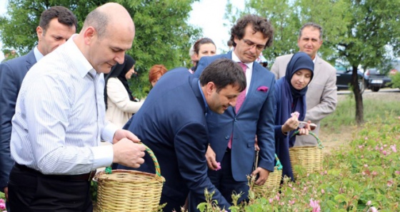 Bakan Soylu gül topladı