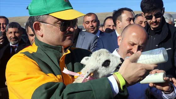 Bakandan altız yavrulayan koyuna nazar boncuğu