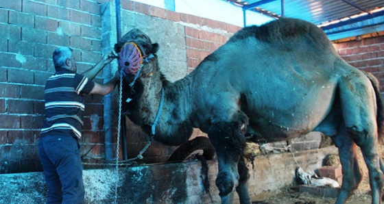 Bakıcısını öldüren deve kasaplara emanet edildi