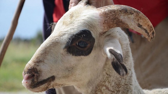 'Bakışları canlı kurbanlık alın'