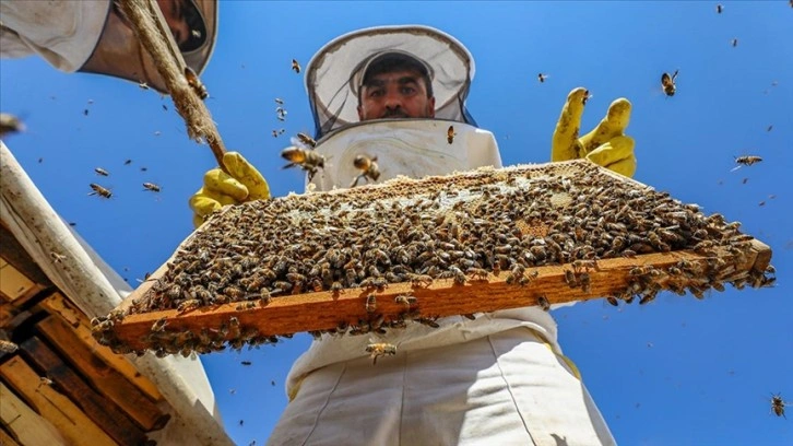 Bal ormanlarıyla bitki örtüsü zenginleşen Karacadağ'da bin ton bal hasat edildi