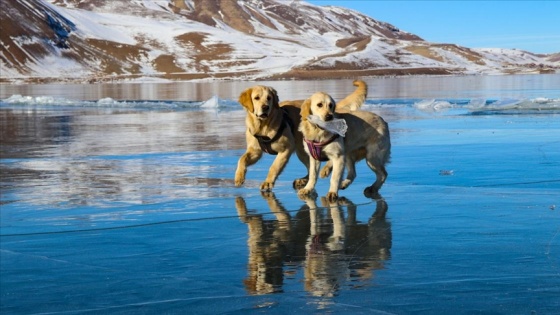 Balık Gölü'nün buzla kaplı yüzeyinde oyun oynayan köpekler izleyenleri gülümsetti