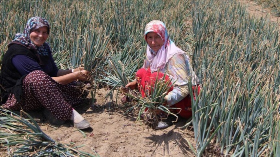 'Balık soğanı' üreticisi 2 bin ton rekolte bekliyor