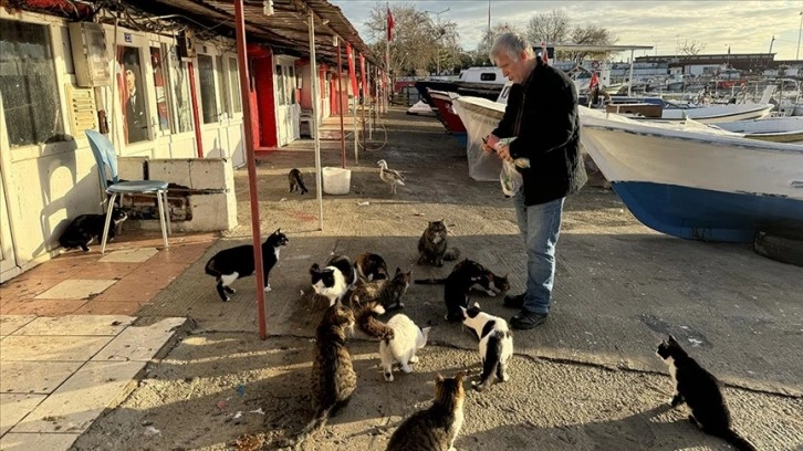 Balıkçılığı bıraksa da limanda beslediği kedilerden kopamadı