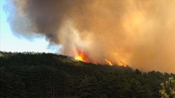 Balıkesir ile Burgazada&#039;da orman yangını