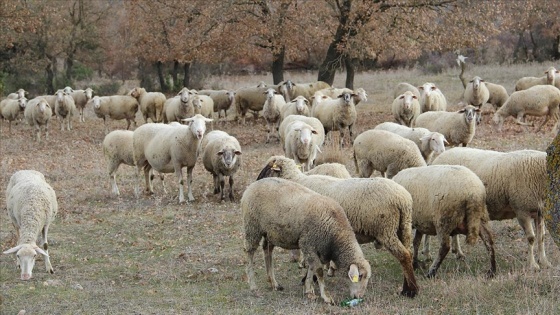 Balıkesir'in 'tescilli' kuzusunu damızlık merkezlerinde yetiştirip üreticiye hibe ede