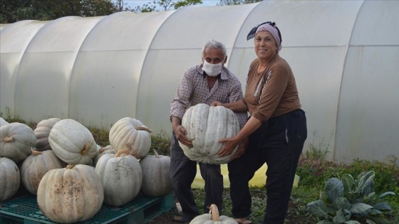 Bartın'da yetiştirilen 50 kilogramlık kabaklar ilgi görüyor