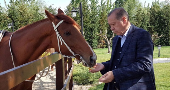 Başdanışmanı, Cumhurbaşkanı Erdoğan'ın ata binme fotoğraflarını paylaştı