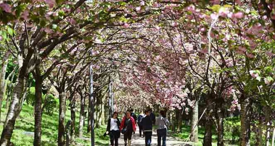 Başkent pembe renge büründü