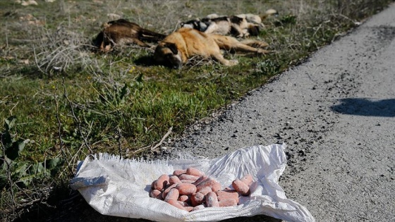 Başkentte köpek ölüleri bulundu