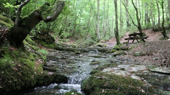 Batı Karadeniz'in 'yeşil örtüsü' doğaseverleri yeniden ağırlayacağı günü bekliyor