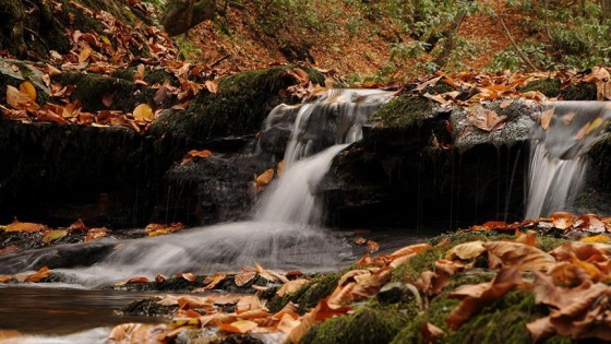 Batı Karadeniz ormanlarında görsel şölen