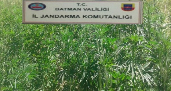 Batman’da 2 bin 450 kök kenevir ele geçirildi