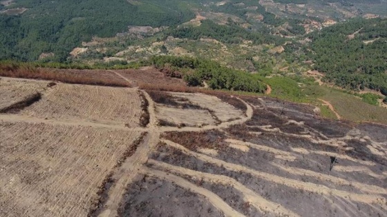 Bayındır'da yanan orman alanı yeşillendirilecek