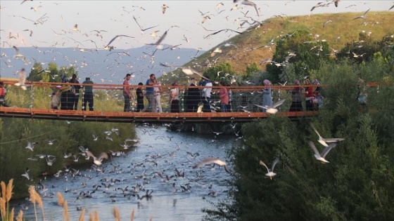 'Bayram tatilinde 110 bin kişi balık göçünü izledi'