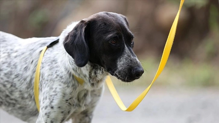 Belediye Başkanı ilçe halkına örnek olmak için hasta köpeği sahiplendi