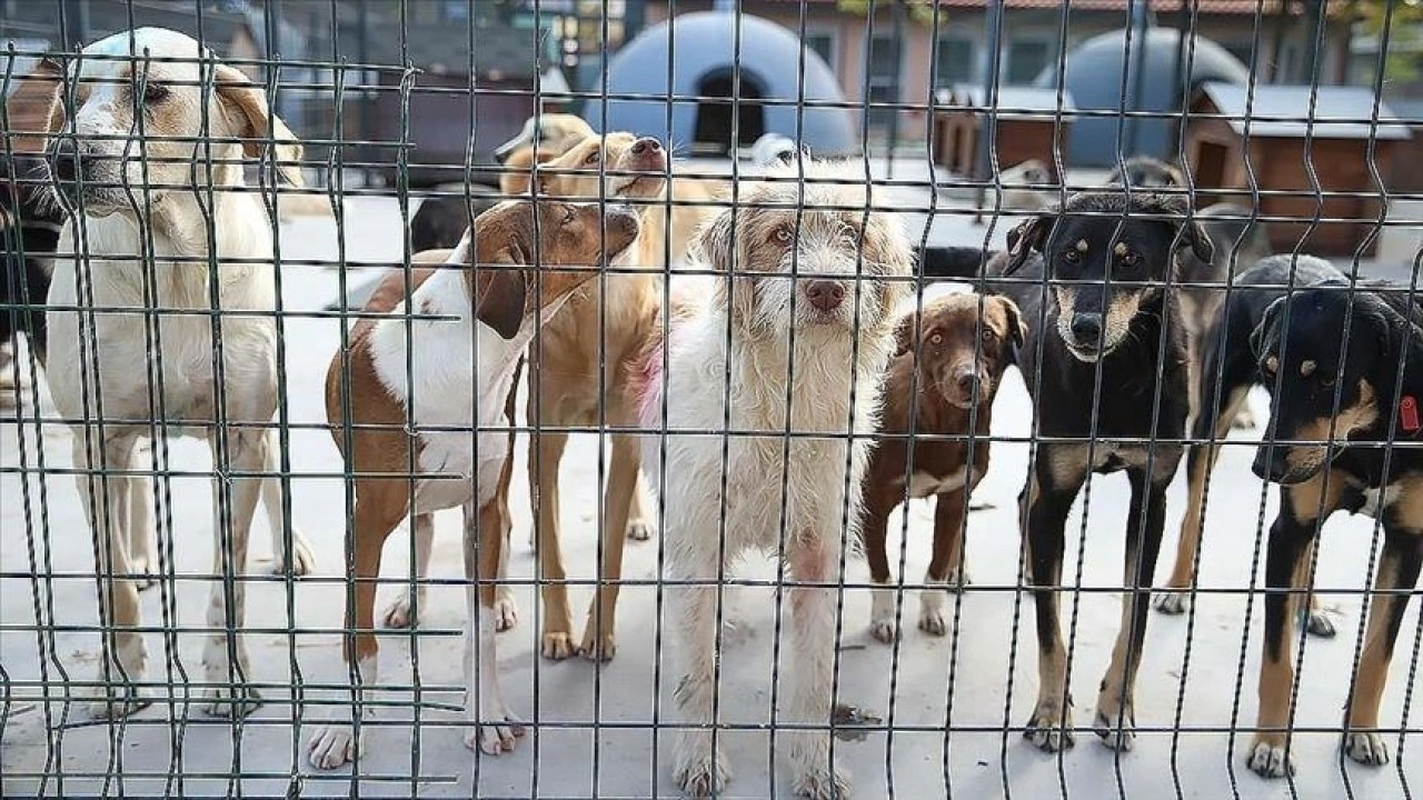 Belediyelerin hayvanların korunmasına yönelik harcamalarına ilişkin esaslar belirlendi