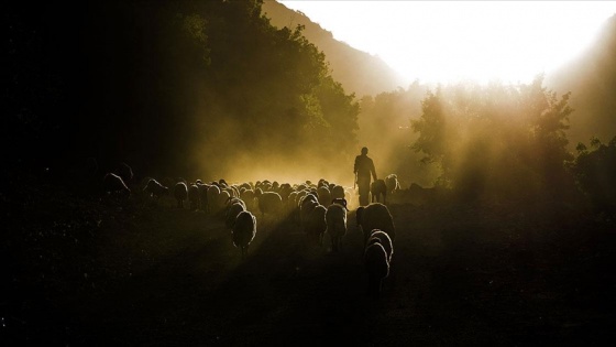 Besicileri ağırlayan Faraşin Yaylası koyun ve kuzu sesiyle şenlendi