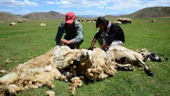 Besicilerin yaylalardaki koyun kırkma mesaisi başladı