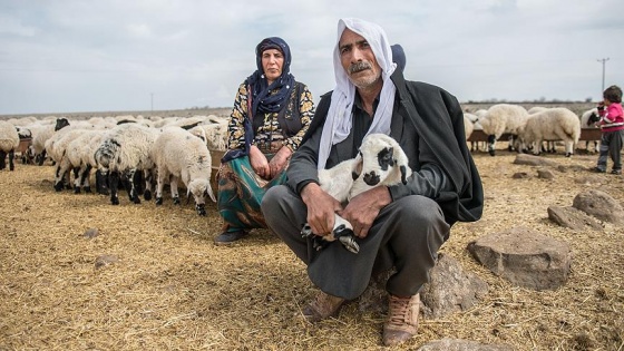 Besicinin 'umudu' kuzular görücüye çıktı