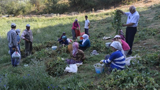 'Bezelye diyarı'nda hasat başladı