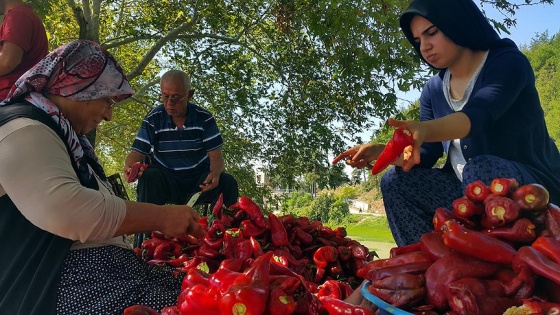 Biber salçasının sofraya zahmetli yolculuğu