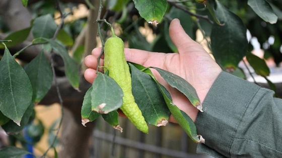 Bibere benzeyen limon görenleri şaşırtıyor