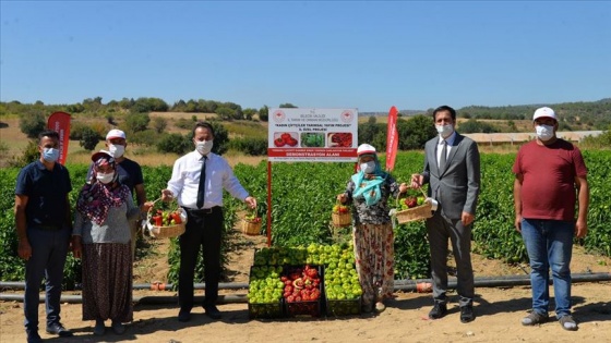 Bilecikli kadınlar unutulan saray lezzetlerinden kamber biberini üretiyor