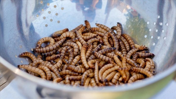 Bilim insanları, bir solucan türünün plastik yiyebildiğini keşfetti