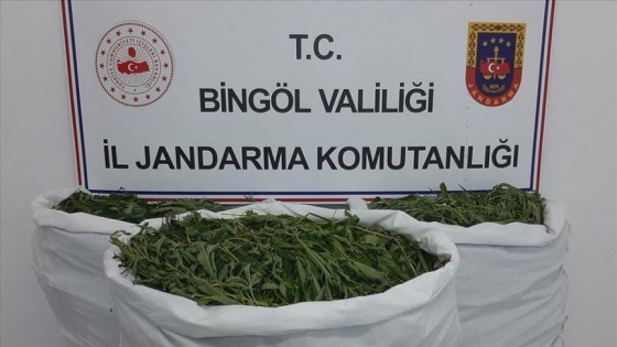 Bingöl'de 40 kilogram esrar ve 806 bin kök Hint keneviri ele geçirildi