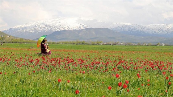 Bingöl'de kırmızı lale zamanı