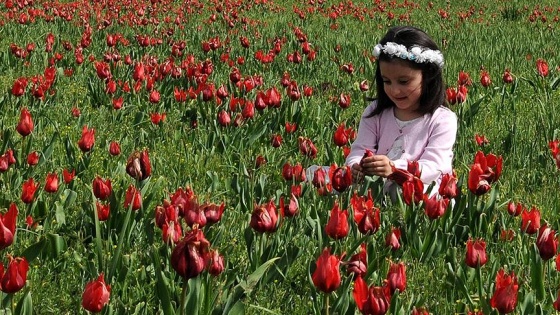 Bingöl'de lale zamanı