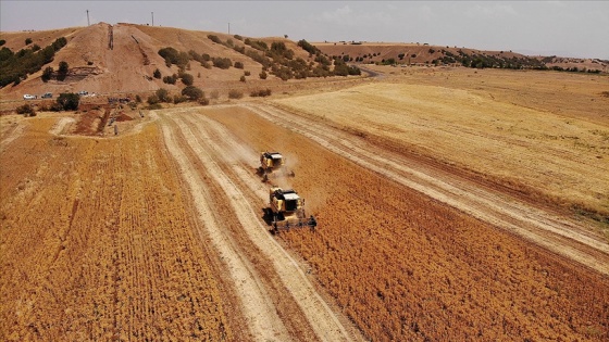 Bingöl'de verimsiz toprağa can veren aspir, üreticiye alternatif gelir olacak