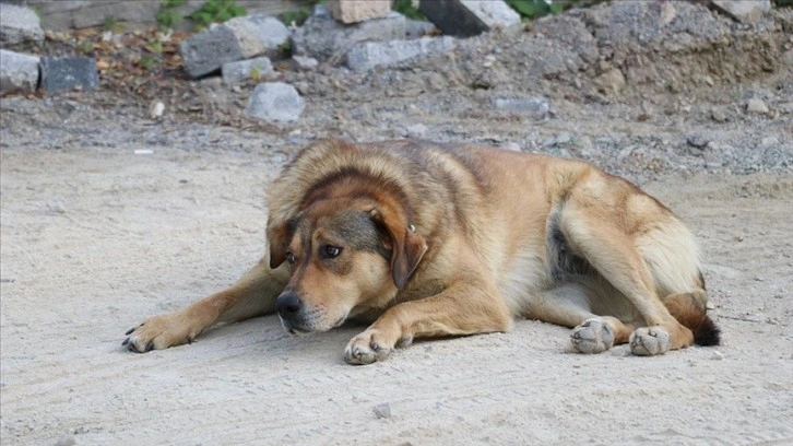 Bingöl'de sahipsiz köpeğin saldırdığı çocuk yaralandı