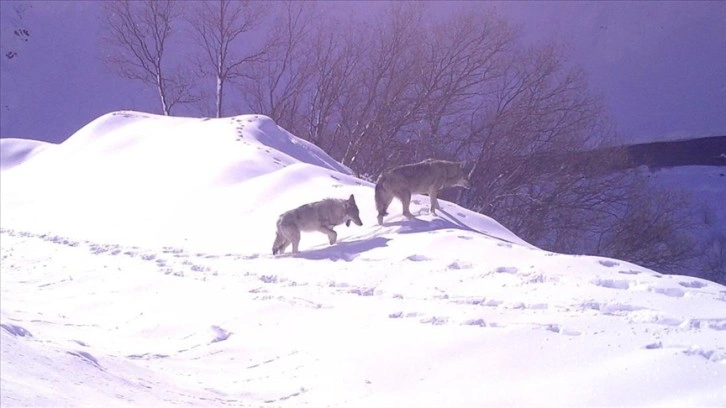 Bingöl'de yaban hayvanları fotokapanla görüntülendi