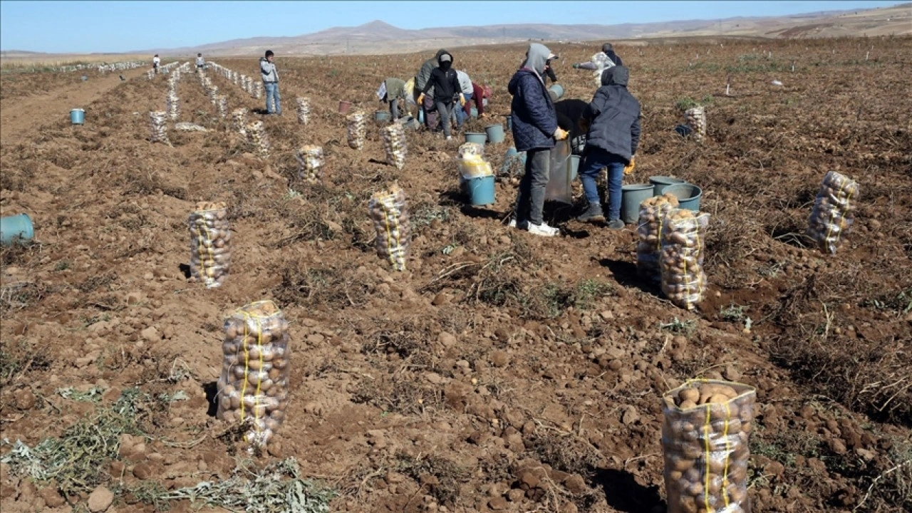 Bitlis'te 50 bin dekar alana ekilen patateste bu yıl verim yüksek