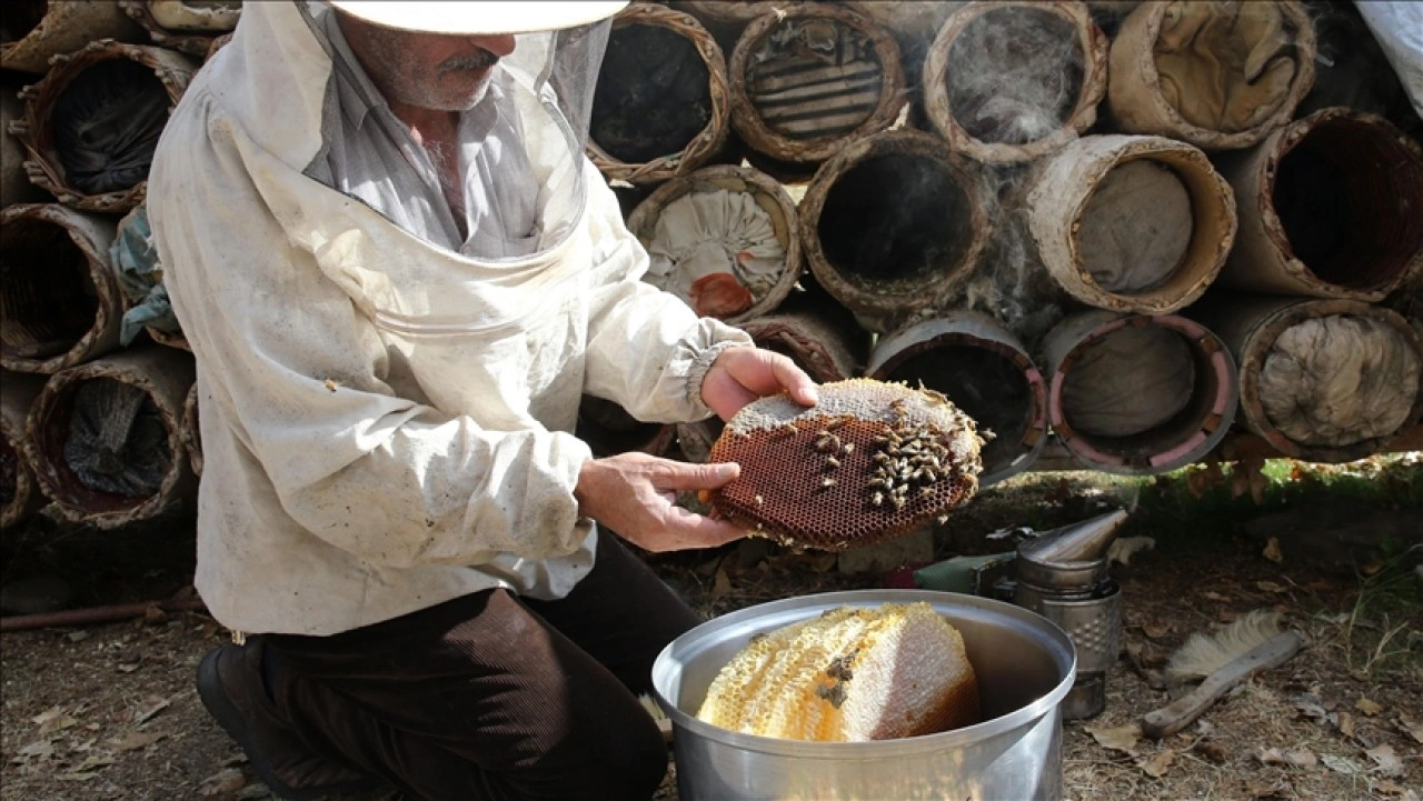 Bitlis'te hasadı yapılan karakovan balı yurt dışından alıcı buluyor