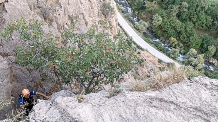 Bitlis'te kayalıklarda mahsur kalan oğlakları AFAD ekipleri kurtardı