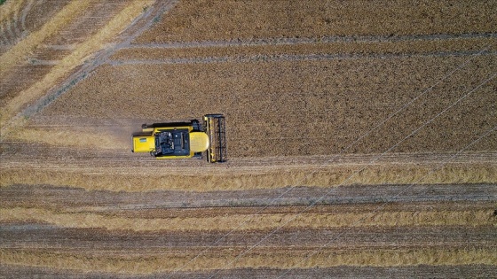 BM Gıda ve Tarım Örgütü: Küresel gıda fiyatları Temmuz 2014'ten beri en yüksek seviyesinde