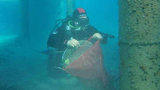 Bodrum'da deniz dibi temizliği