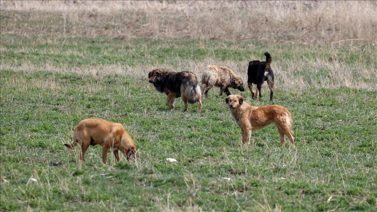 Bodrum'da sahipsiz köpeklerin saldırdığı yaklaşık 600 tavuk telef oldu