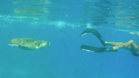 Bodrum'daki caretta caretta yine saldırdı