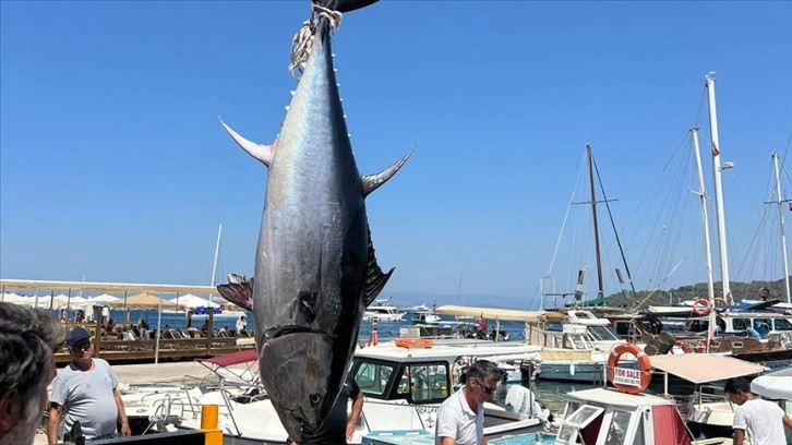 Bodrum'da amatör balıkçılar 2,5 metrelik orkinos yakaladı