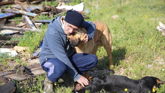 Bodrumlu avukat sokak hayvanları için 'iyilik mesaisi' yapıyor