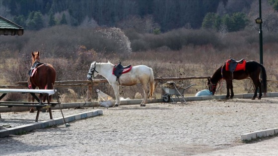 Bolu'da 8 atın karantinaya alınmasının 'rutin işler' olduğu açıklandı