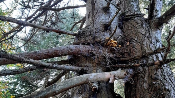 Bolu'da aynı kökte birbirlerine sarılı çam ve köknar ağaçları görenleri şaşırtıyor